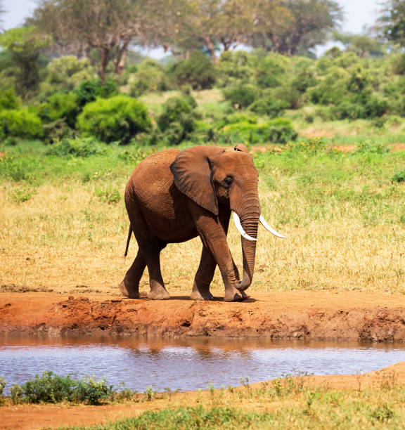 istock Magical Zimbabwe wildlife pictures 1431079139
