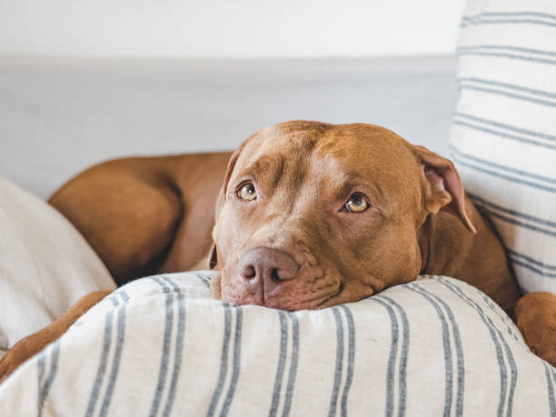 istock Lovable, pretty puppy lying on the bed 1431079155