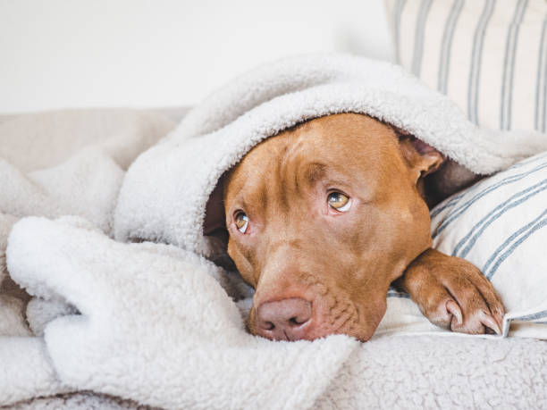 istock Lovable, pretty puppy lying on the bed 1431079191