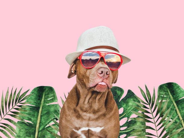istock Lovable, pretty brown puppy, sun hat and sunglasses 1431079764