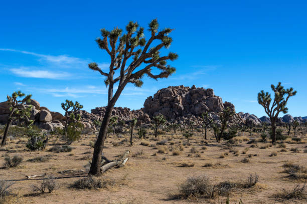 istock Joshua Tree in Joshua Tree National Park at Hidden Valley 1431080362