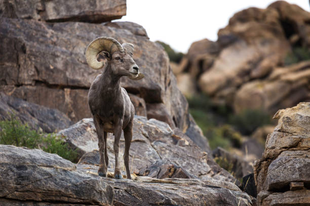 istock Bighorn Sheep Ram in Joshua Tree National Park 1431080375