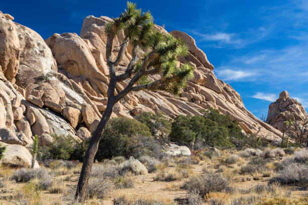 istock Joshua Tree in Joshua Tree National Park at Hidden Valley 1431080379