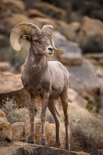 istock Bighorn Sheep Ram in Joshua Tree National Park 1431080397
