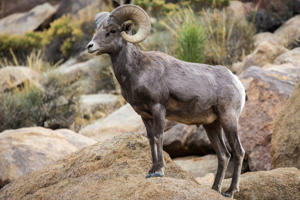 istock Bighorn Sheep Ram in Joshua Tree National Park 1431080413