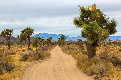 Queen Valley Road in Joshua Tree National Park featuring Joshua Trees (Yucca brevifolia).