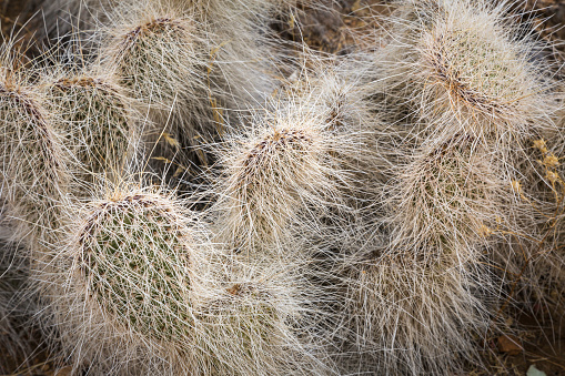 Hair Spined Prickly Pear from the Southwestern USA.