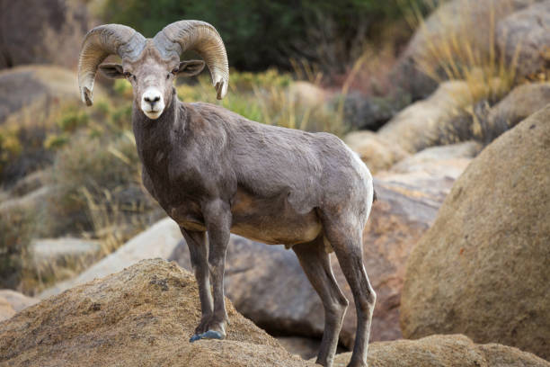 istock Bighorn Sheep Ram in Joshua Tree National Park 1431080434