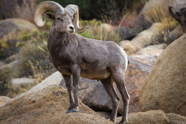 dickhornschaf-widder im joshua tree nationalpark - bighorn sheep stock-fotos und bilder