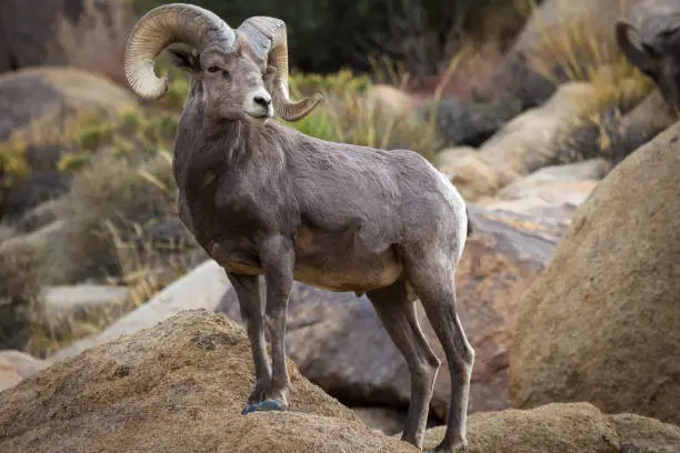 Watchful male (ram) big horn sheep in Joshua Tree National Park in California USA.