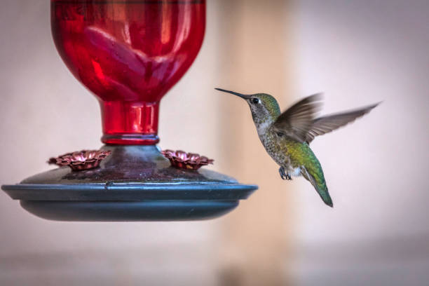 female broad tailed hummingbird photographed at a feeder - bird hummingbird flying annas hummingbird imagens e fotografias de stock