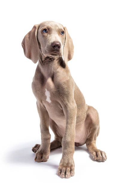 istock Cute Pure Bred Weimaraner puppy 1431080544