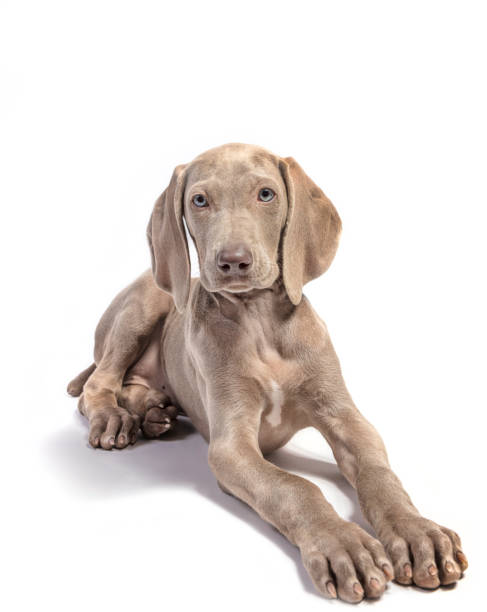 istock Cute Pure Bred Weimaraner puppy 1431080547