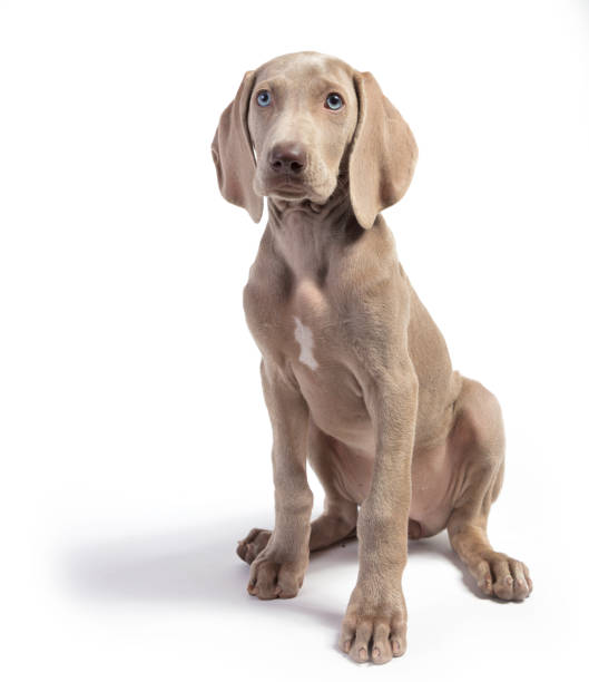 istock Cute Pure Bred Weimaraner puppy 1431080553