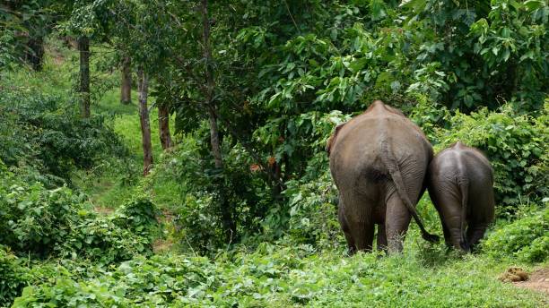 istock Elephant and baby elephant, Asia, Laos 1431080702