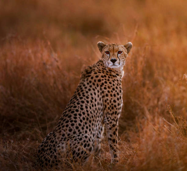 istock Magical Zimbabwe wildlife pictures 1431080884