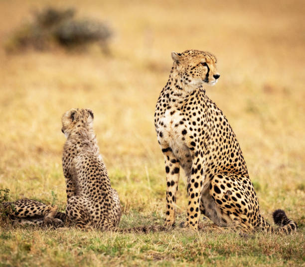 istock Magical Zimbabwe wildlife pictures 1431080915