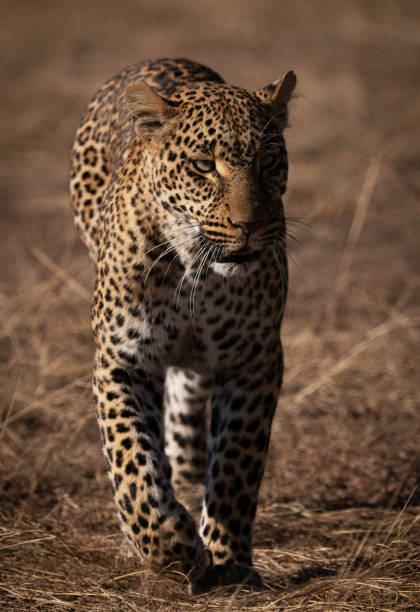 istock Magical Zimbabwe wildlife pictures 1431080997