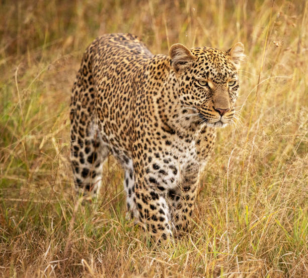 istock Magical Zimbabwe wildlife pictures 1431081307