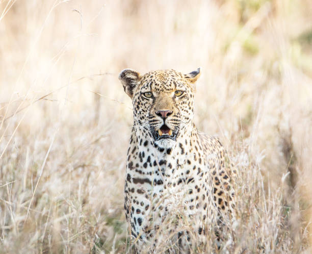 istock Magical Zimbabwe wildlife pictures 1431081485