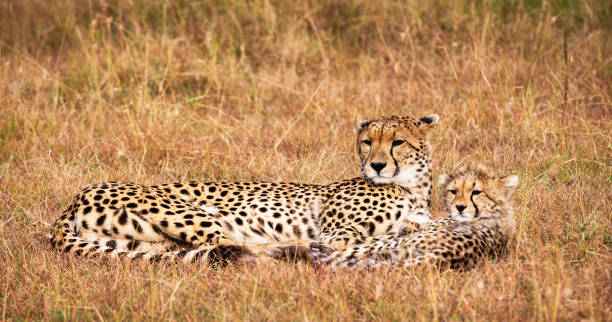 istock Magical Zimbabwe wildlife pictures 1431081585