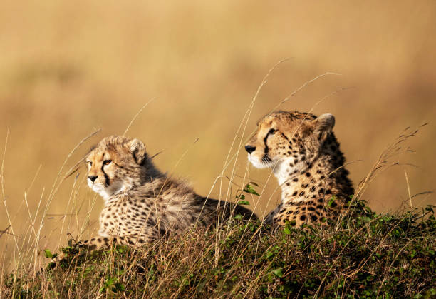 istock Magical Zimbabwe wildlife pictures 1431081596
