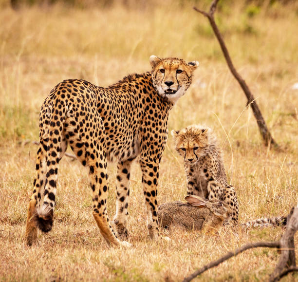 istock Magical Zimbabwe wildlife pictures 1431081605
