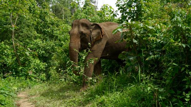 istock Elephant in a landscape, Asia, Laos 1431082900