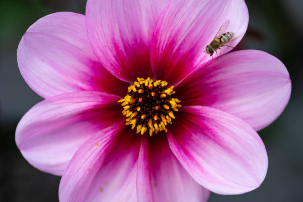 Flower head close-up
