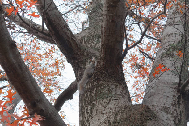 istock A squirrel high up in a tree looking at the camera in autumn. 1431087311