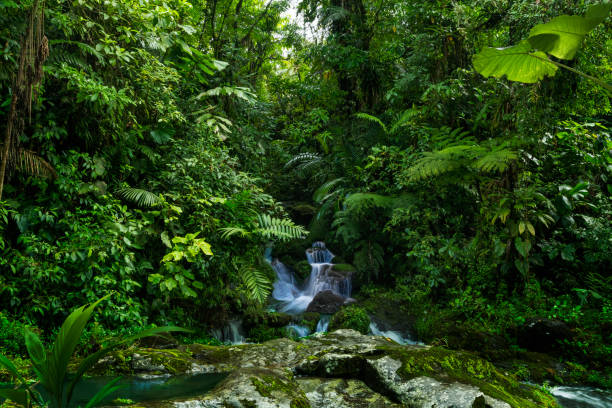 floresta tropical na américa central - tropical rainforest tropical climate waterfall landscape - fotografias e filmes do acervo