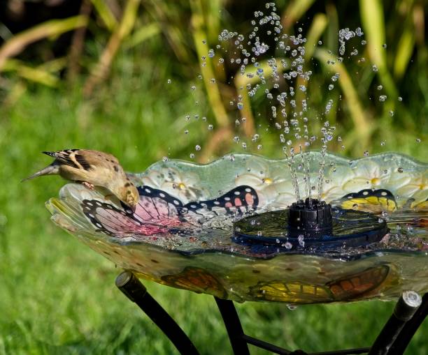 American Goldfinch in the bird bath stock photo