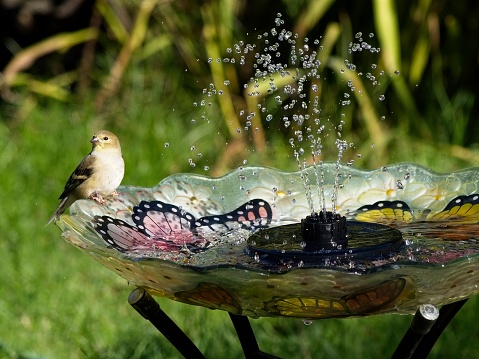 American Goldfinch enjoying fountain in the bird bath