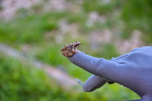 small frog sits on a gloved hand
