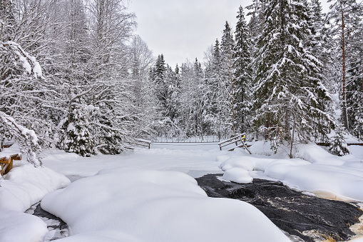 Winter in a spruce forest, spruces covered with white fluffy snow. Selective focus. Winter Landscape with Snow and Trees. Snow covered trees in forest during winter. Forests of Karelia