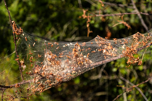 The fall webworm is the caterpillar that makes unsighlty webs enveloping entire branches.
