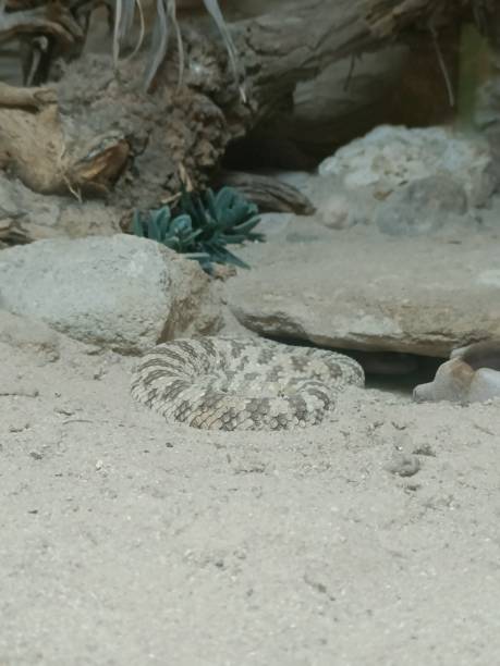 istock Snake hiding in the sand and rock 1431099526