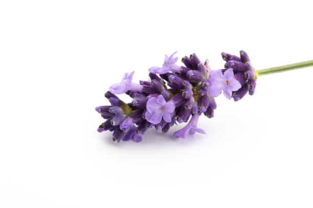 istock Lavender flowers on a white background. 1431099753