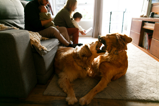 Young Happy Family with newborn baby sitting on the sofa in the living room smelling and playing with their dogs - Golden retriever