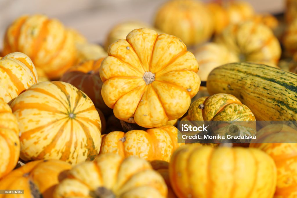 Kürbis: Jack be Little Close-up of a lot of pumpkin. Pumpkin variety: Jack be Little. Creative composition. Natural lighting. Autumn Stock Photo