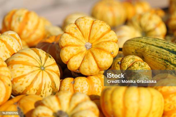 Kürbis Jack Be Little Stock Photo - Download Image Now - Autumn, Big Mac Pumpkin, Close To