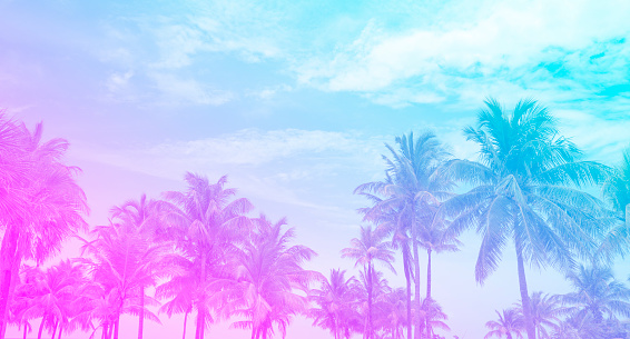 Colorful tropical palm trees background. Purple pink and blue pastel tone palm trees on the sky. Copy Space.