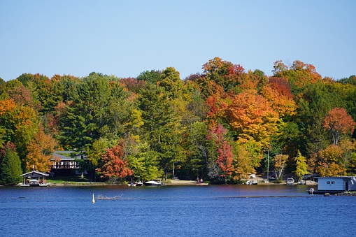 Autumn leaves changing colour , Muskoka Ontario