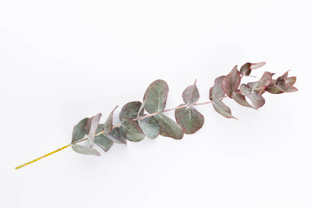 istock Eucalyptus composition. Pattern made of various colorful flowers on white background. Flat lay stiil life. 1431105634
