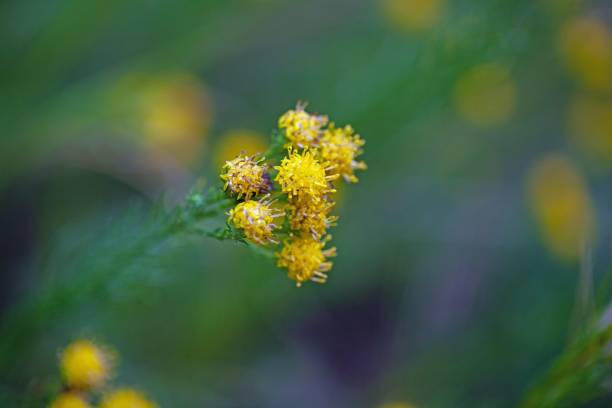 istock Goldilocks aster, Galatella linosyris 1431105893