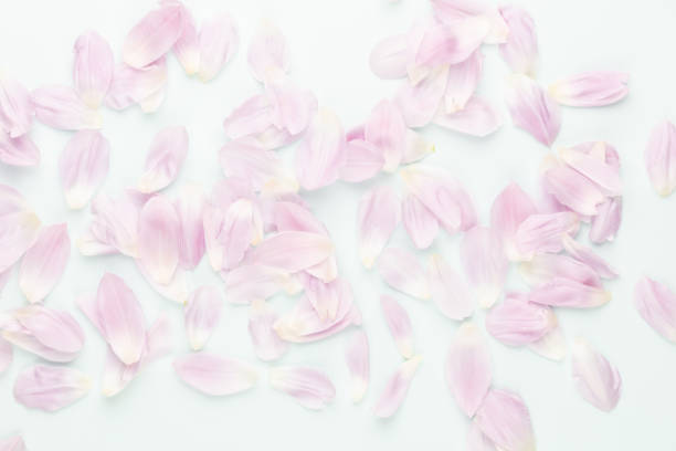 istock Pink tulip petals on pastel background. 1431107184
