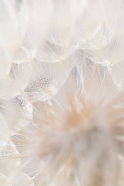 istock Abstract dandelion macro flower background. Seed macro closeup. Soft focus 1431107937