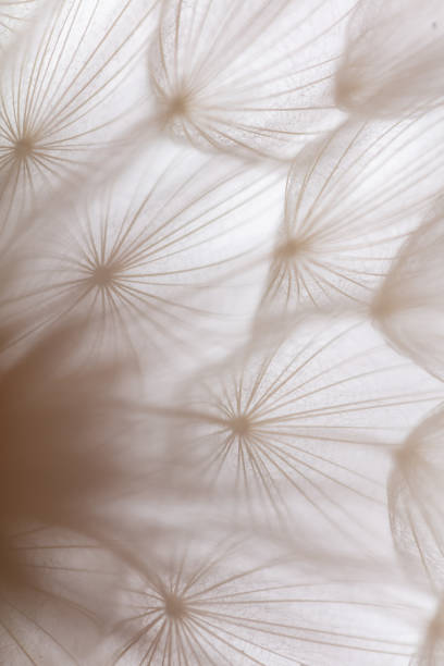 istock Abstract dandelion macro flower background. Seed macro closeup. Soft focus 1431108193