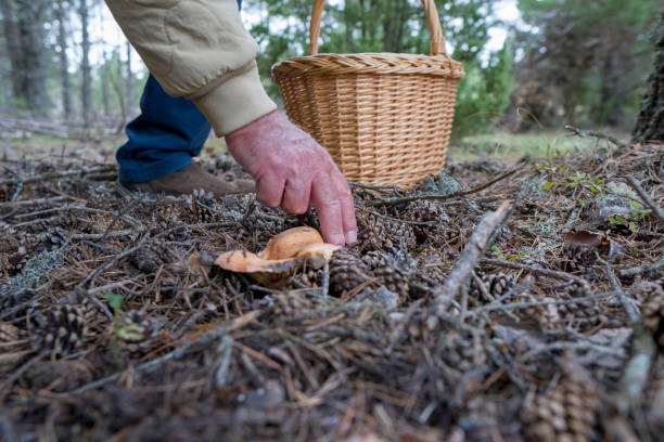 istock Man picking mushrooms in the forest with a basket 1431110215
