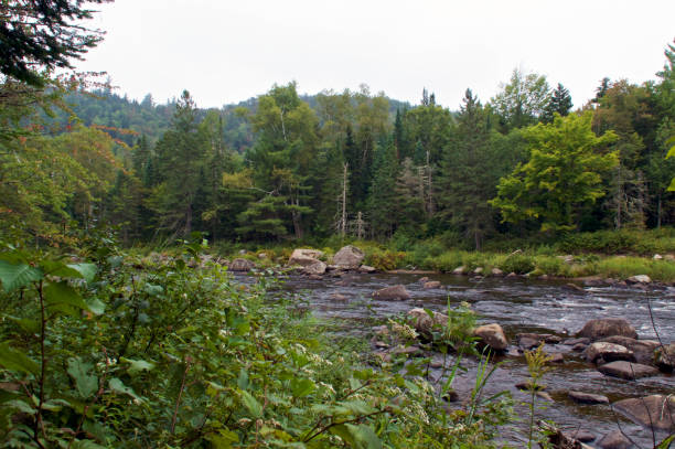 istock wild forest on Quarry Trail in wilmington new york 1431110290